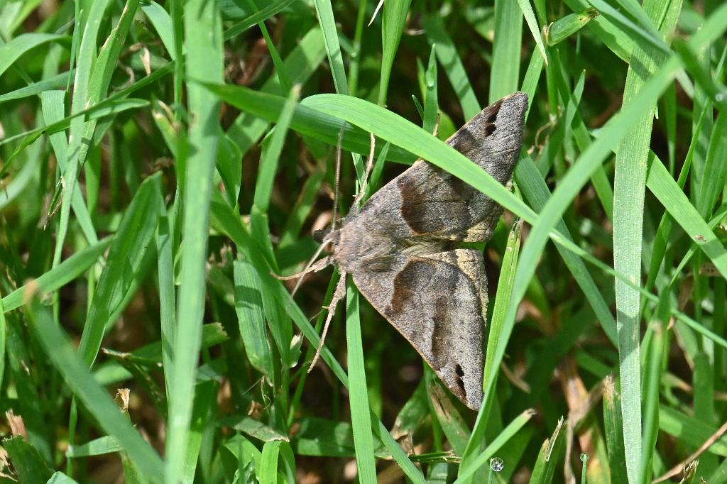 2025-07059445 River Bend Farm, MA.JPG - Forage Loper Moth (Caenurgina erechtea). River Bend Farm, MA, 7-5-2025